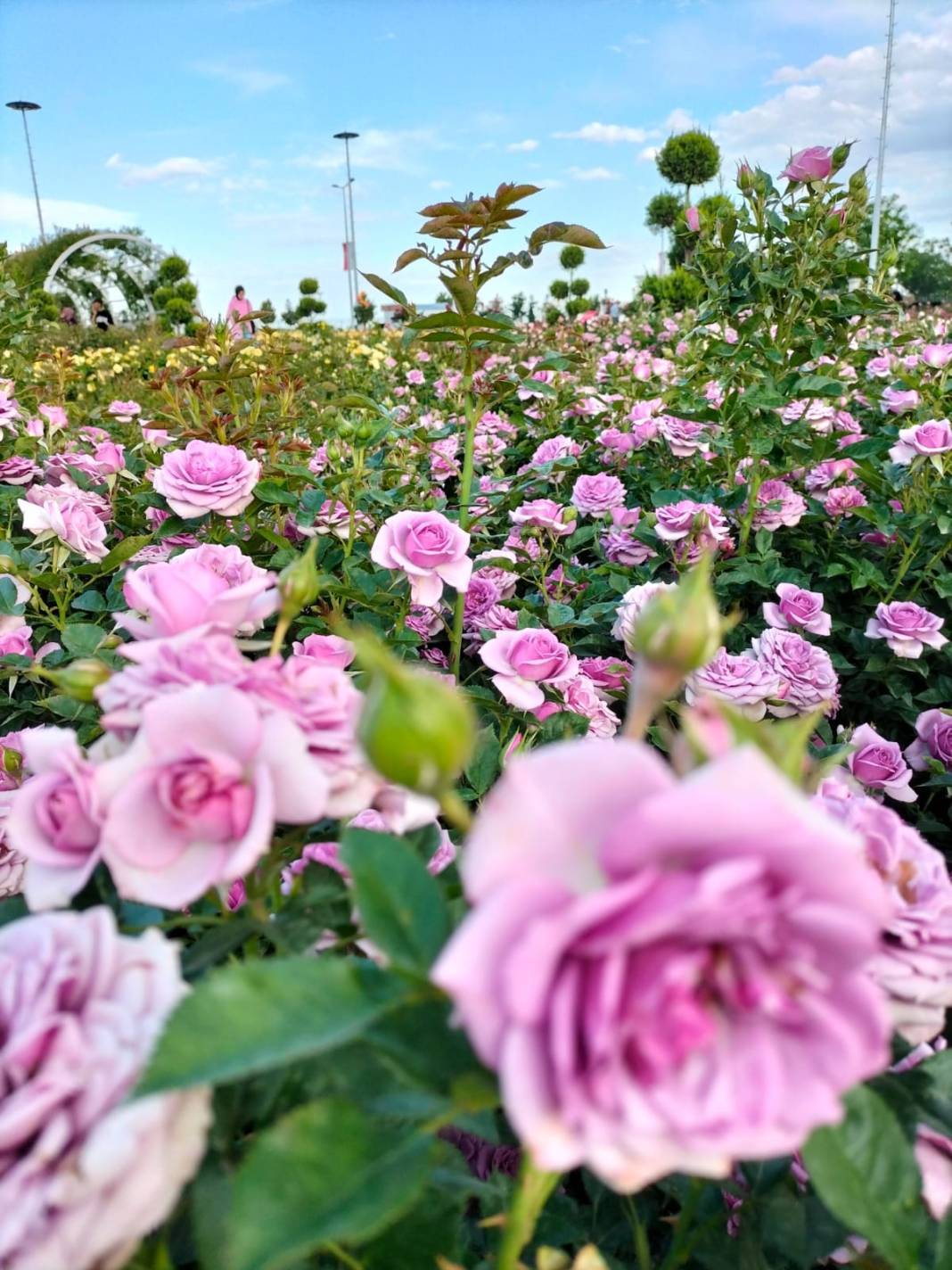 Konya Karatay Gül Bahçesi 2025 sezonunu açtı! Nerede, nasıl gidilir, ne zaman açık, ücretli mi? 6